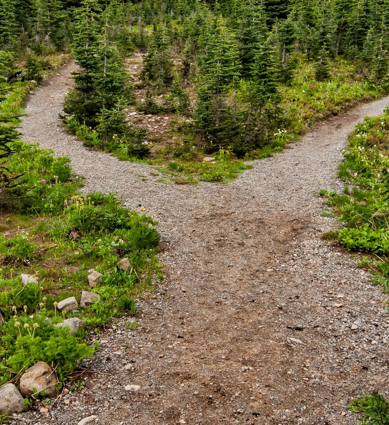 Wooded park with one walking path that splits into two