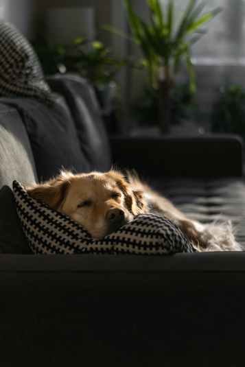 A dog sleeps with its head on a pillow on a black couch in the sunlight